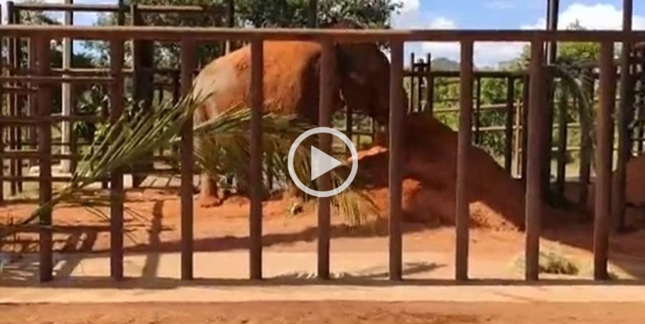 La elefanta Mara llegó al Santuario de Mato Grosso