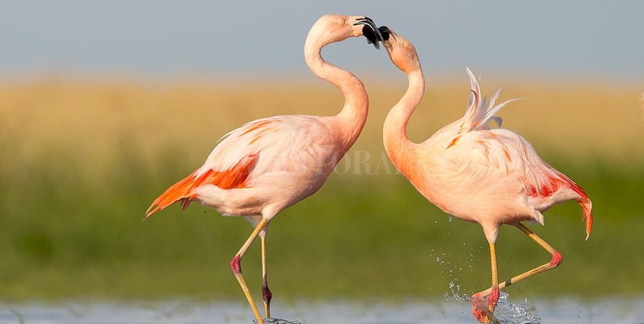 Científicos censan a los flamencos de la Laguna Mar Chiquita