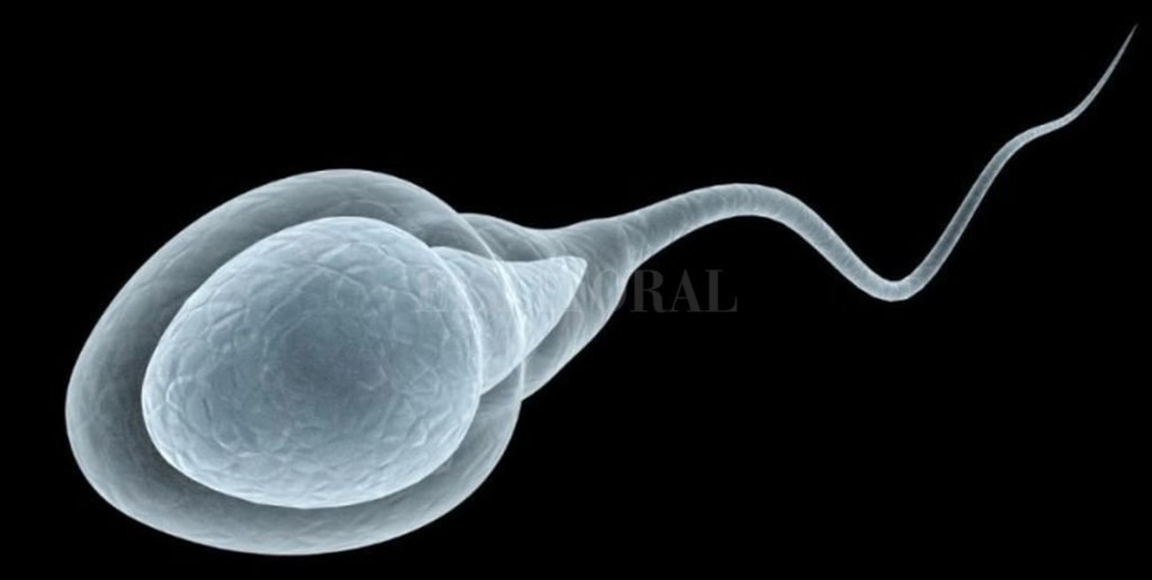 Científicos ingleses descubren que los espermatozoides se desplazan "como nutrias"
