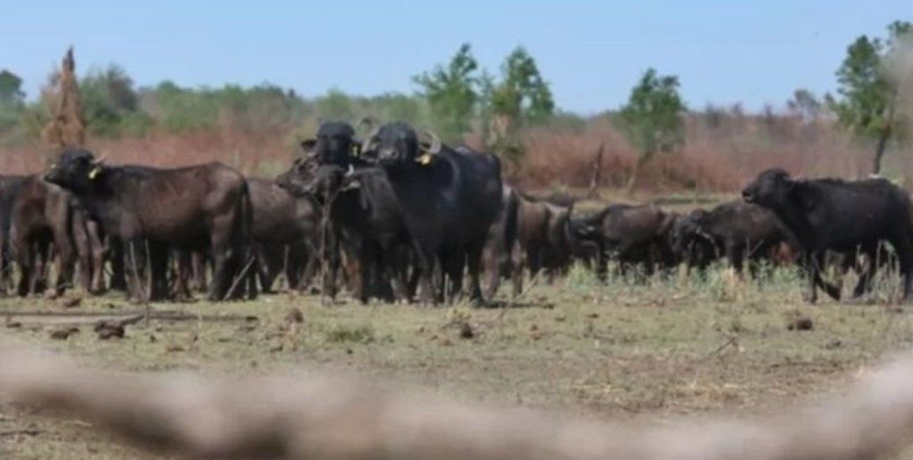 Un emprendedor cordobés busca producir "lácteos de búfalo" en Corrientes