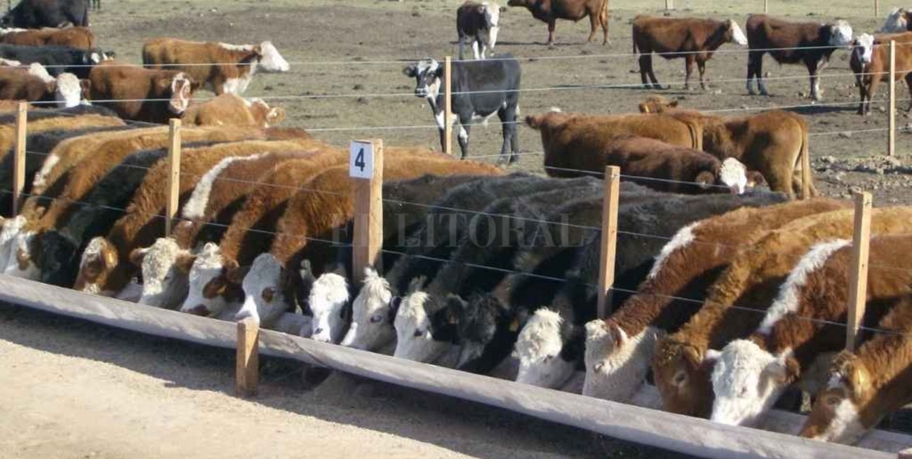 Denuncian a ex dirigente rural cordobés por desaparición de vacunos de su propiedad