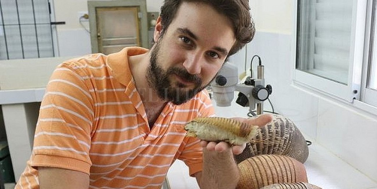 Conicet investiga un fósil de "pichiciego", el  armadillo más pequeño del mundo