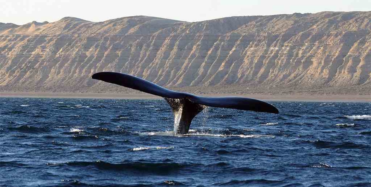 Llegaron los primeros ejemplares de ballenas a los golfos de Península Valdés