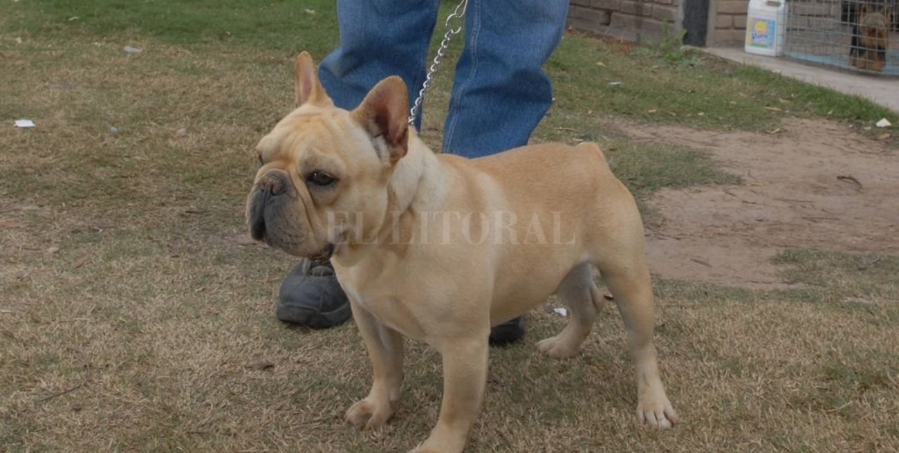 En Rafaela van por la prohibición de los criaderos de perros y gatos