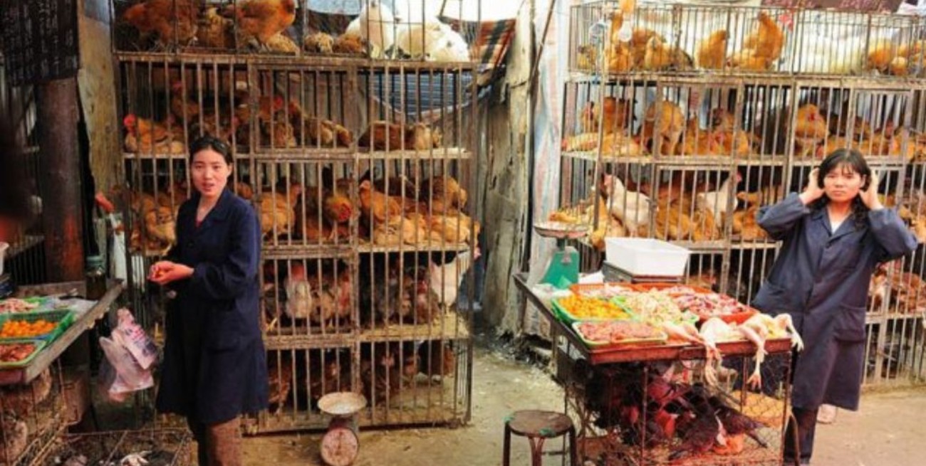 Después del coronavirus, China cerrará gradualmente los mercados donde se venden aves vivas