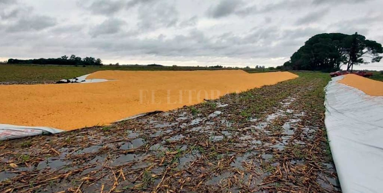 Silobolsas: "verso" para Saín; "burla" para Lucila Lehmann