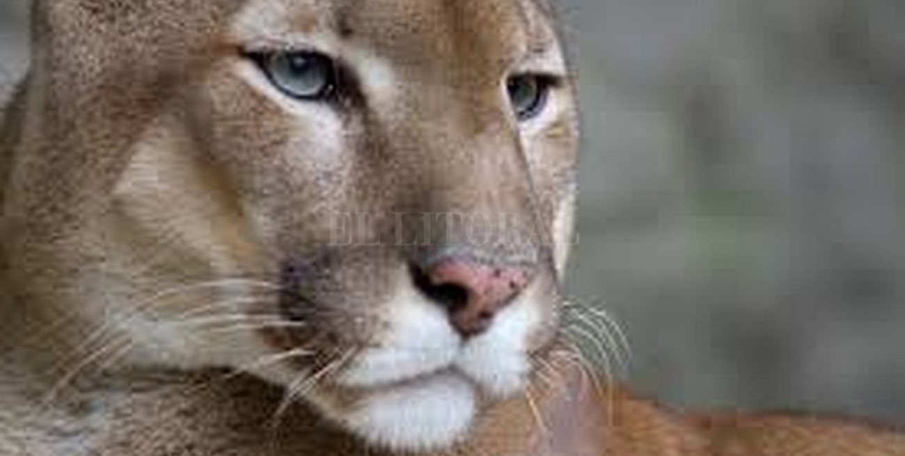 Chile: los pumas se adueñan de las calles desiertas