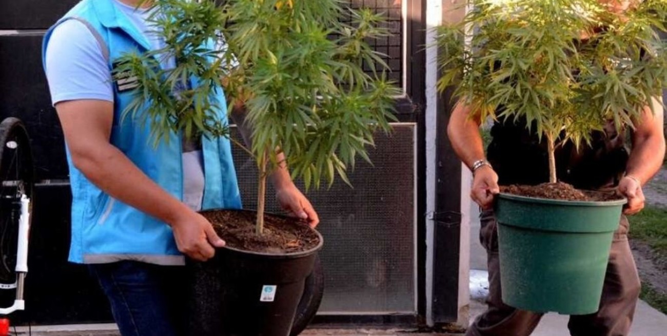 Casi la mitad de las causas por estupefacientes en 2019 fue por tenencia para consumo personal