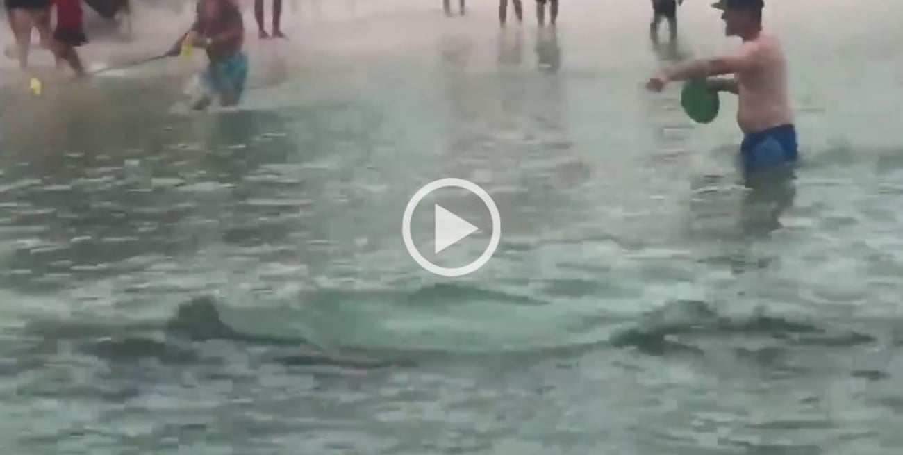 Video: tiburones martillo nadaron entre personas en la costa de una playa