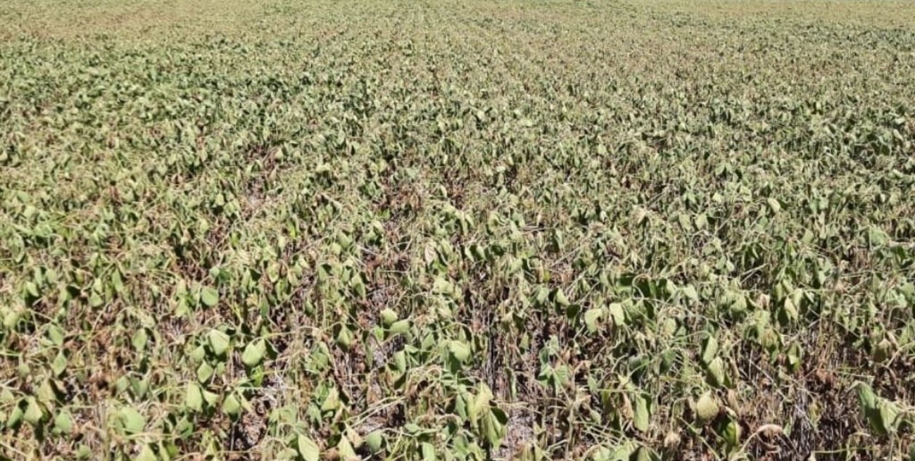 Solicitan en Entre Ríos la emergencia agropecuaria