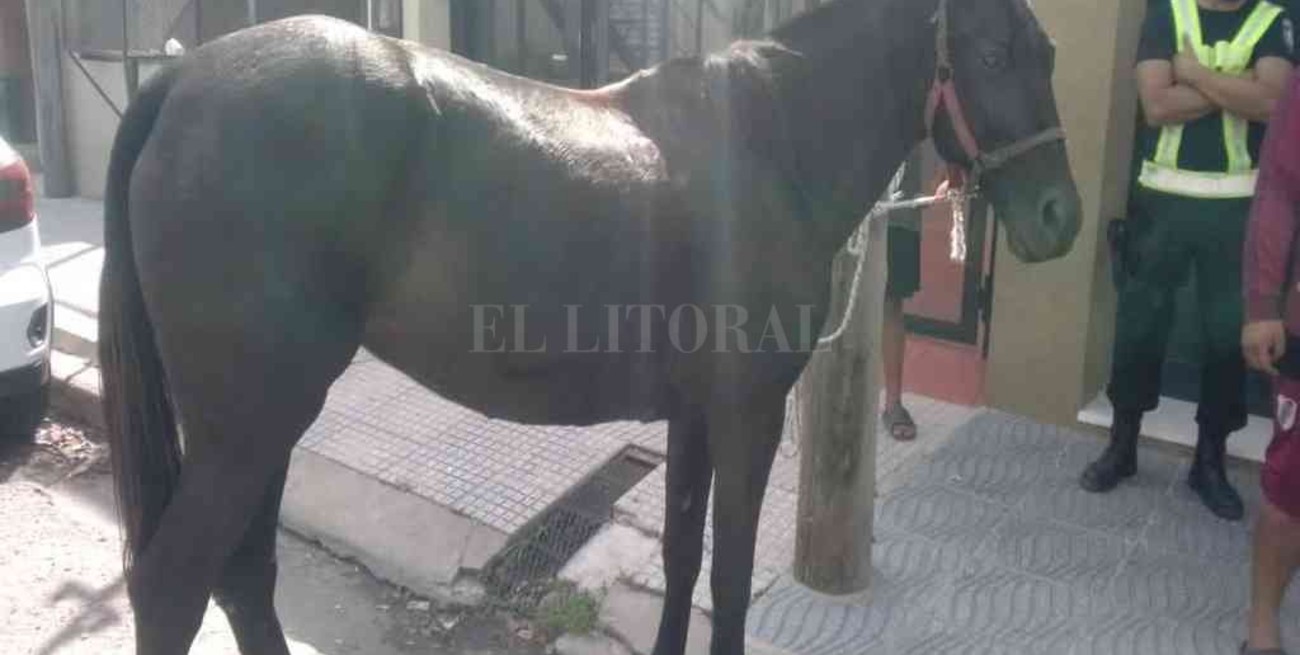 Un grupo de carreros protesta frente al MPA