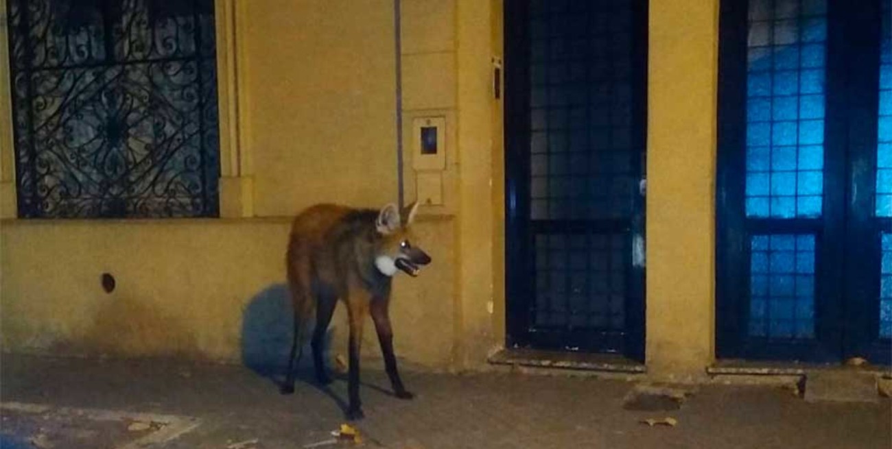 Rescataron un Aguará Guazú en Rosario pero murió al poco tiempo por las heridas que presentaba