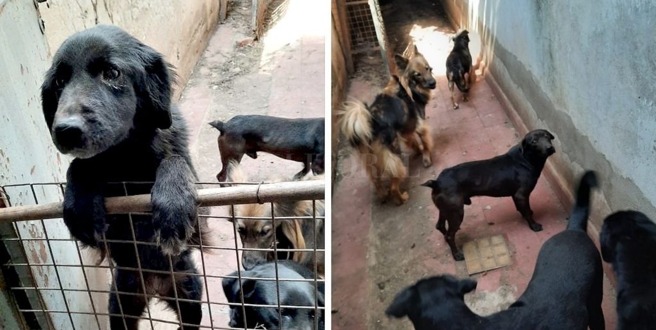 Tras una denuncia de vecinos por maltrato animal rescataron a ocho perros