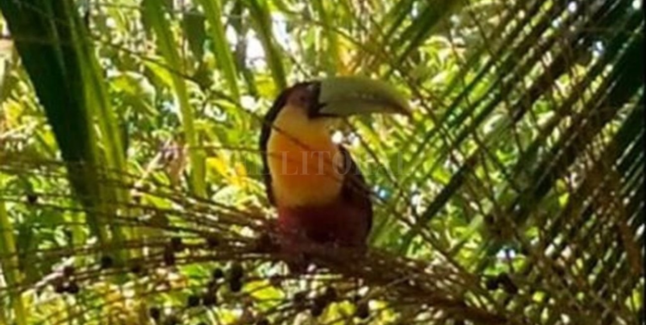 Misiones: los tucanes aprovechan la cuarentena para explorar nuevos espacios