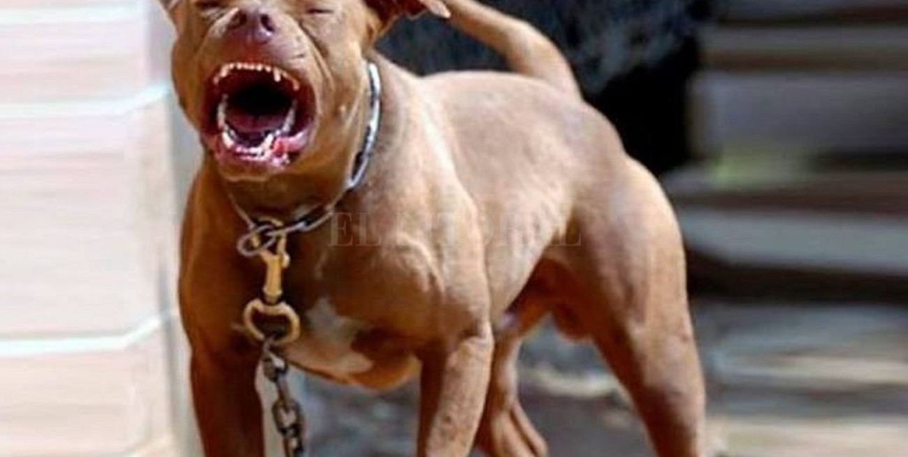 La policía tuvo que matar a balazos a un pitbull para proteger a un vecino y a su pequeño hijo