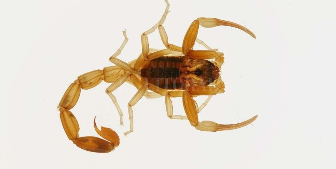 En la provincia se distribuyen sueros antiveneno cada 70 km