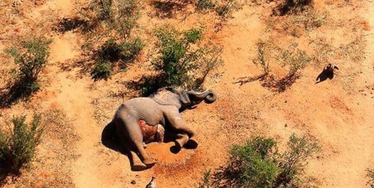 Aumenta el número de los elefantes muertos en Zimbabwe