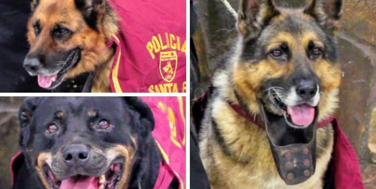Gheisha, Eros y Nao: historias detrás de los tres perros policías jubilados