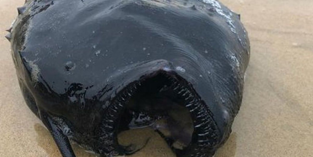Expertos no se explican cómo un pez balón apareció en la playas de California