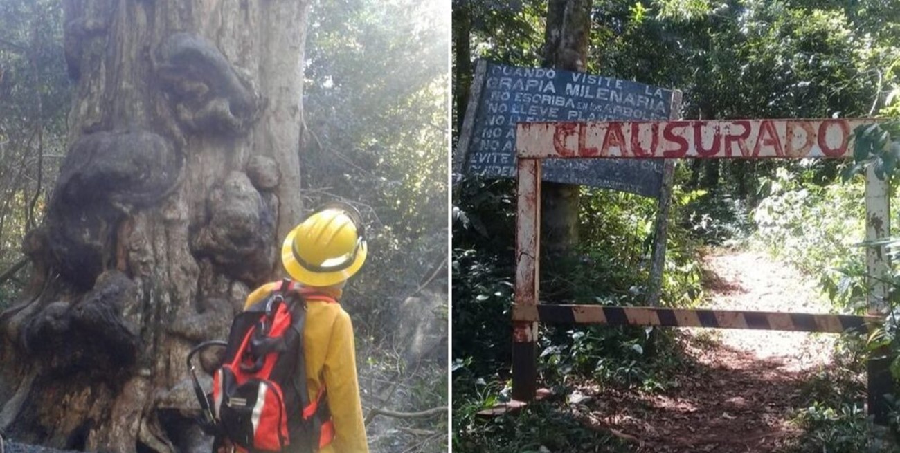 Quiso hacer mate e incendió el árbol más antiguo de Misiones