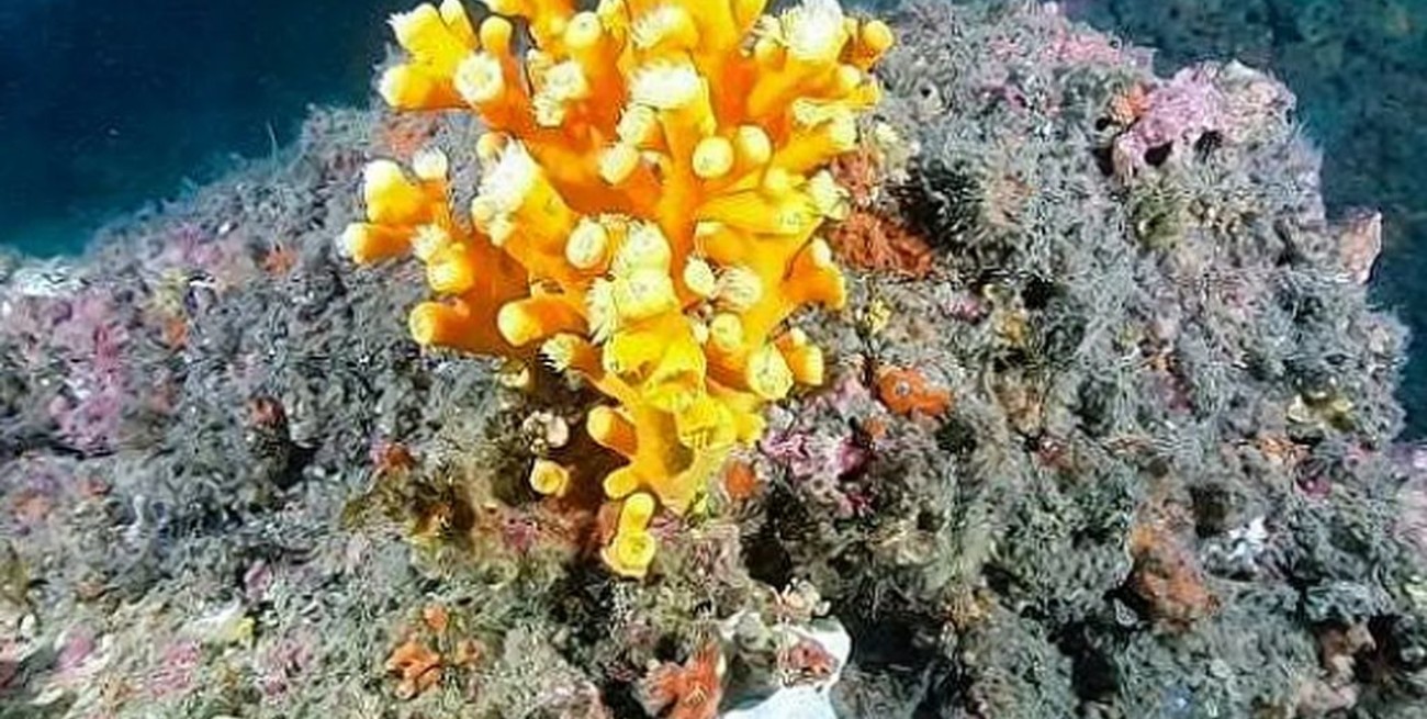 Granada cría corales como modelo sostenible alternativo a la pesca