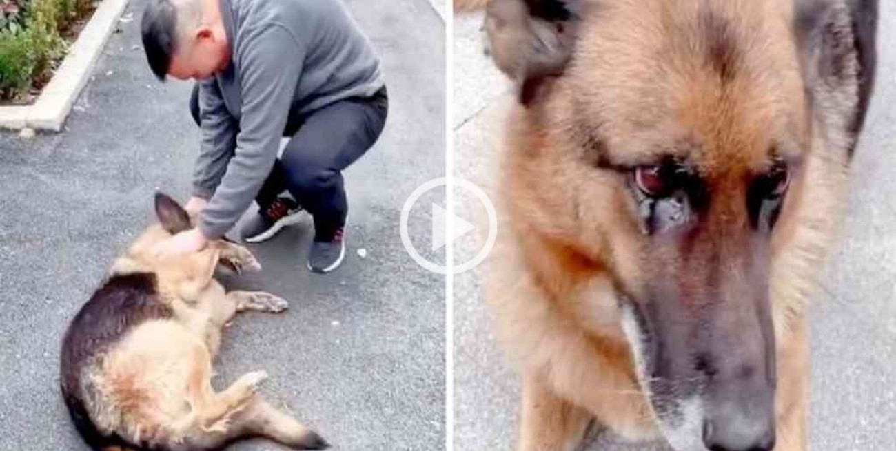 Es viral: una perrita lloró de felicidad cuando se reencontró con su ex entrenador policial