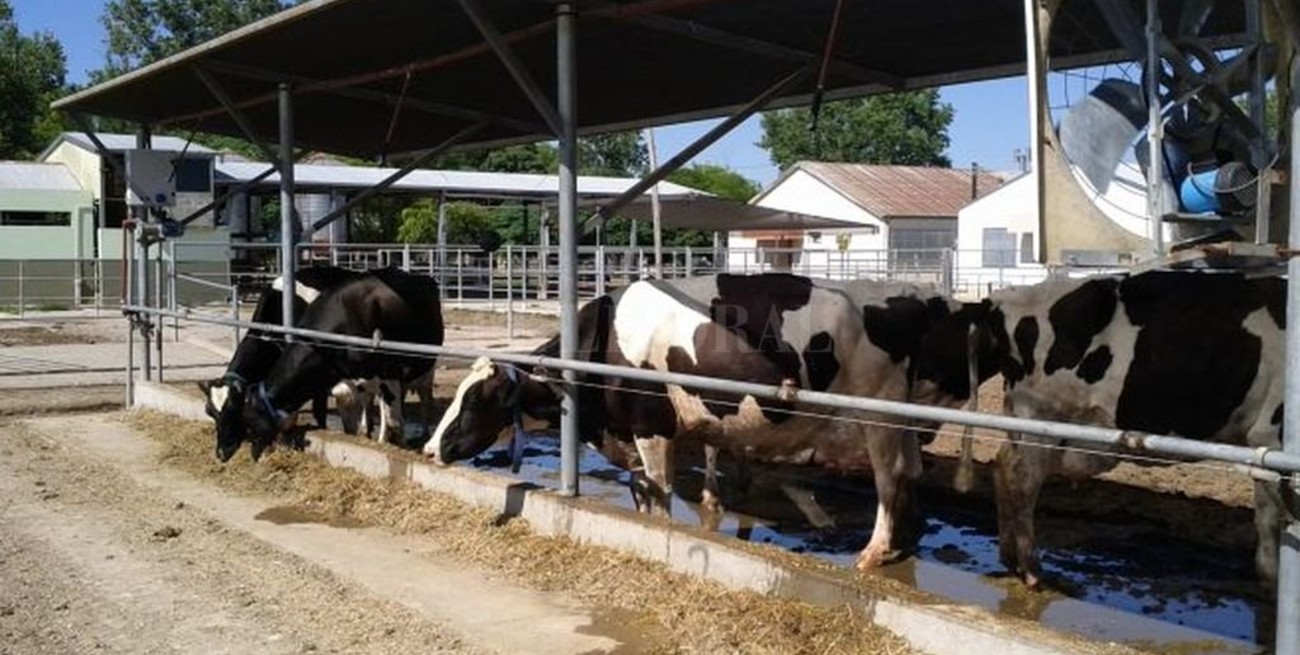 Un alivio para las vacas con impacto productivo