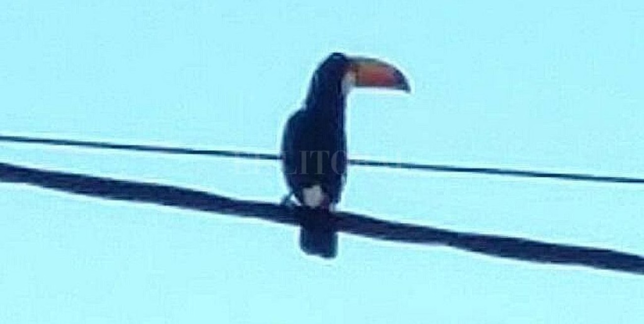 Gran operativo para rescatar a un tucán en Totoras