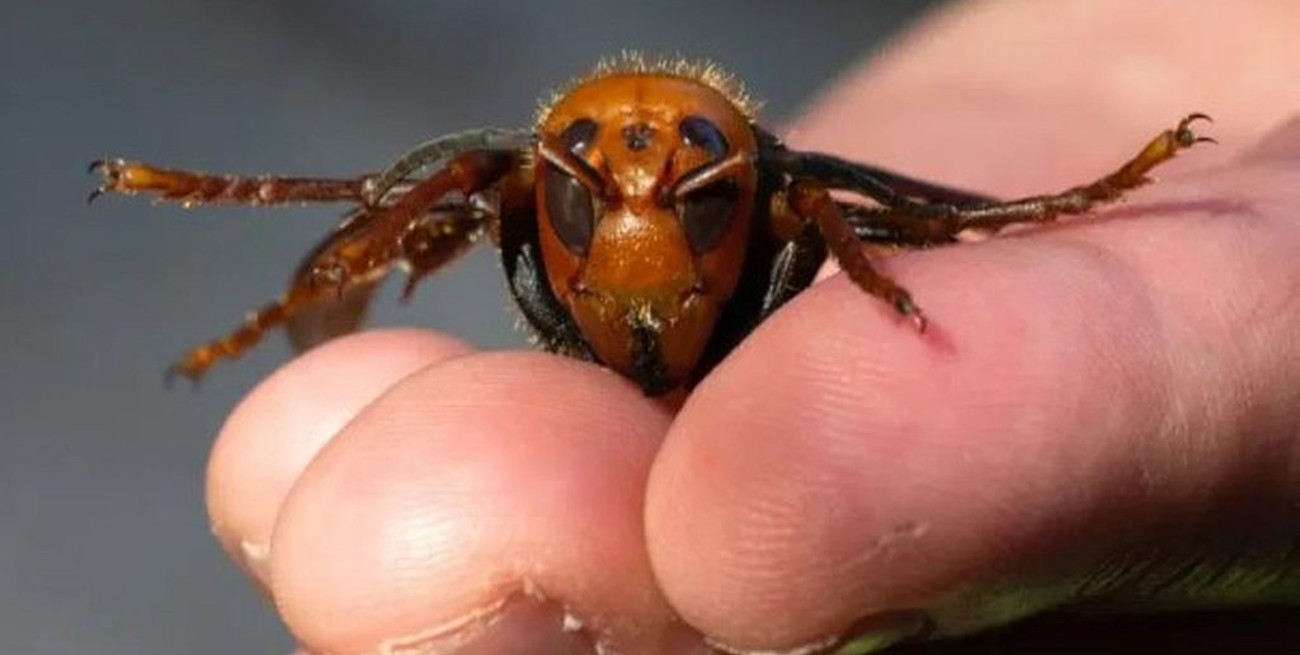 Alerta por la aparición del primer "avispón asesino" del año en Washington
