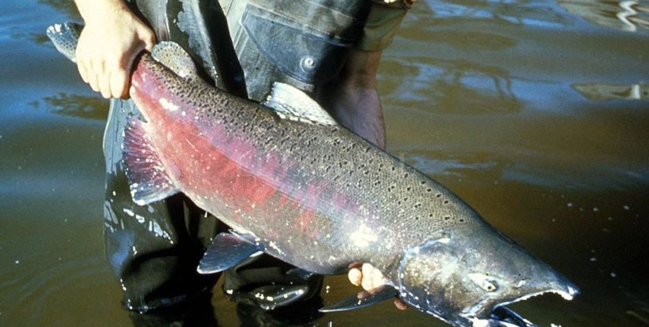 Dr. Espínola: "Una vez que una especie no nativa se establece es muy difícil erradicarla"
