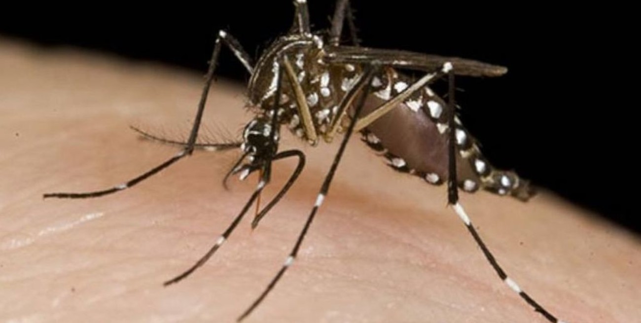 Confirmaron el primer caso de dengue autóctono en Entre Ríos