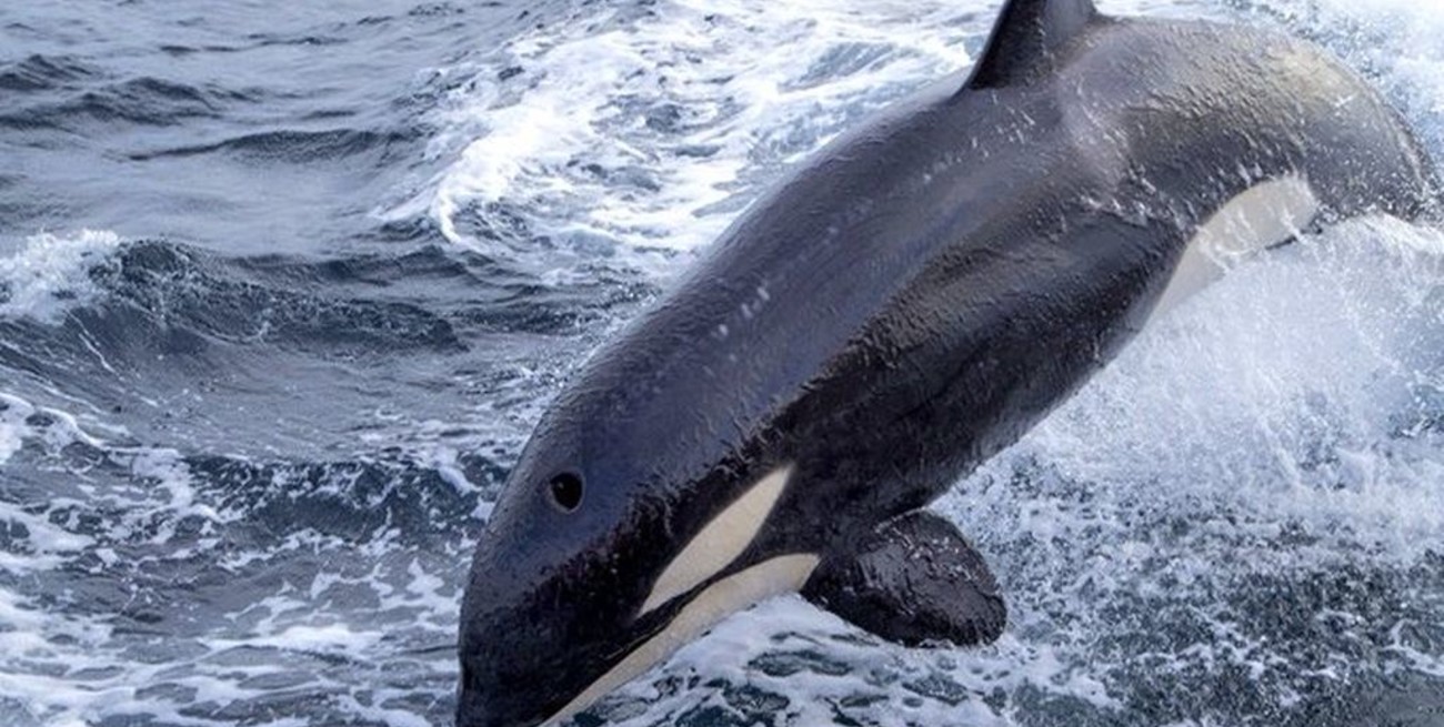 España: se registraron dos ataques de orca en una semana