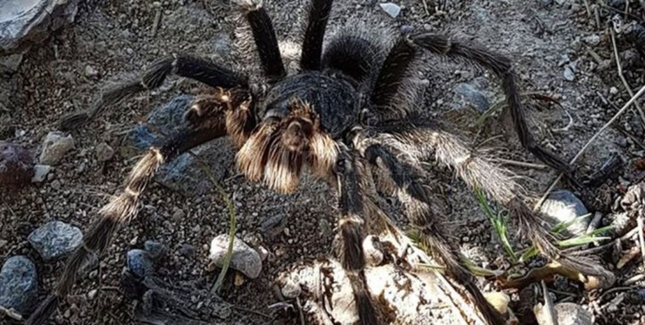 La Patagonia inaugura su "temporada" de arañas pollito