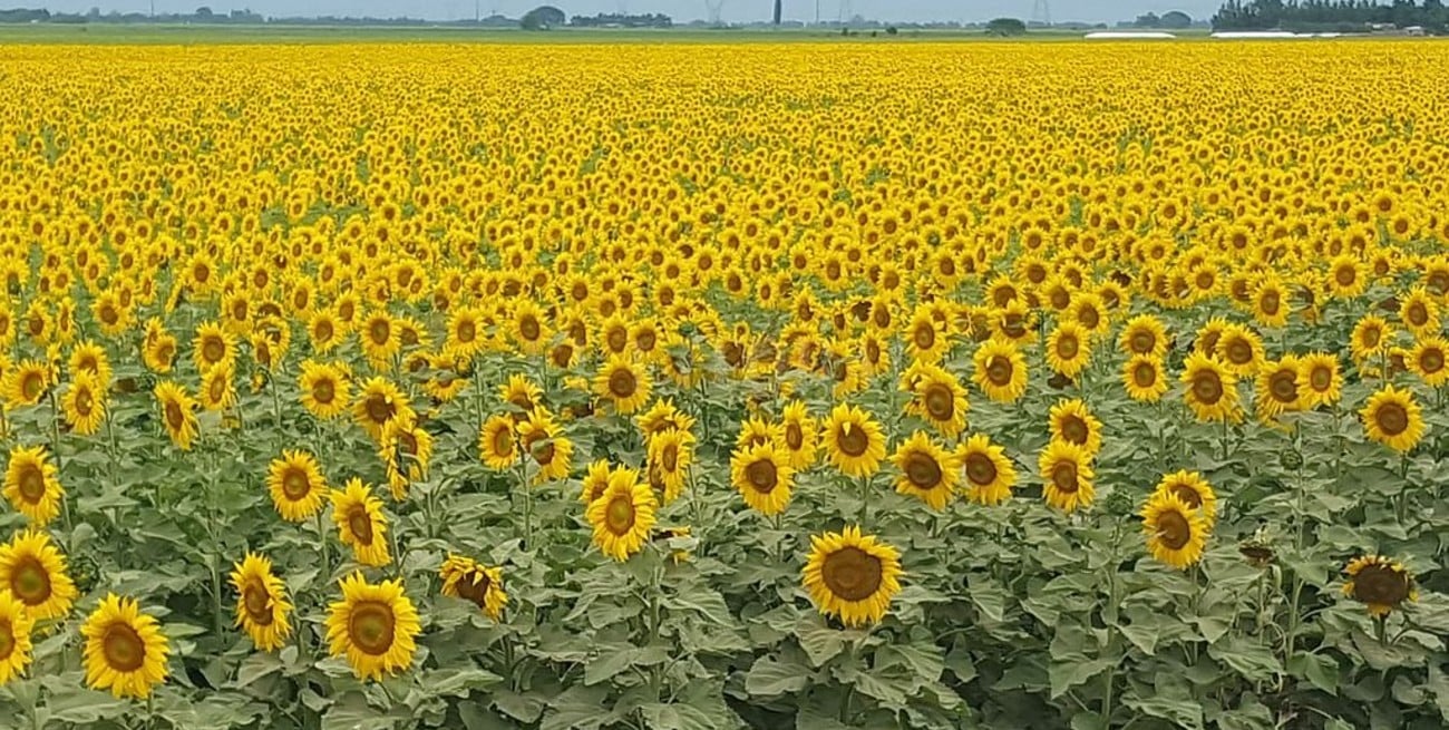 Subas generalizadas para los granos en Rosario