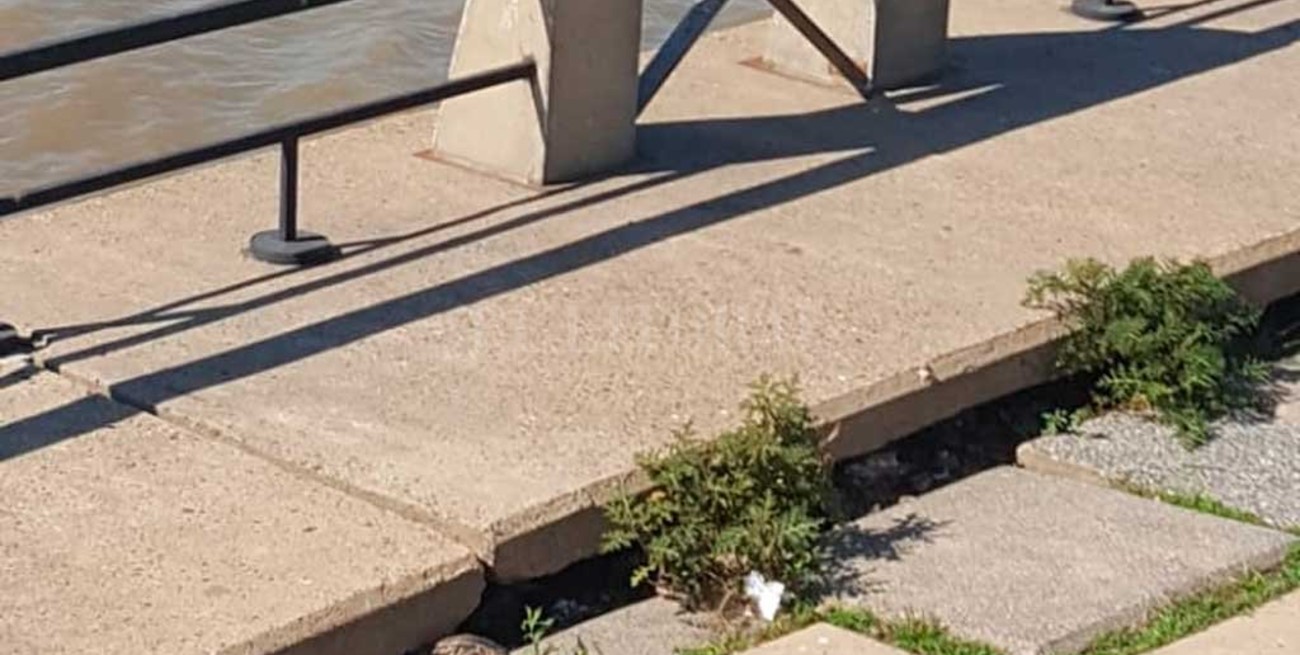 Por la bajante del río, apareció una iguana en la costanera santafesina
