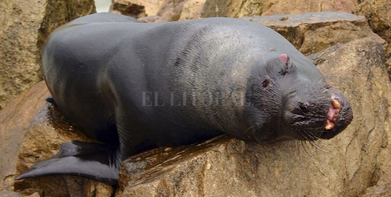 Pescadores matan a palazos a un lobo marino atrapado en una red