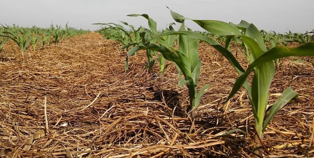 Vicia, el nuevo aliado del maíz