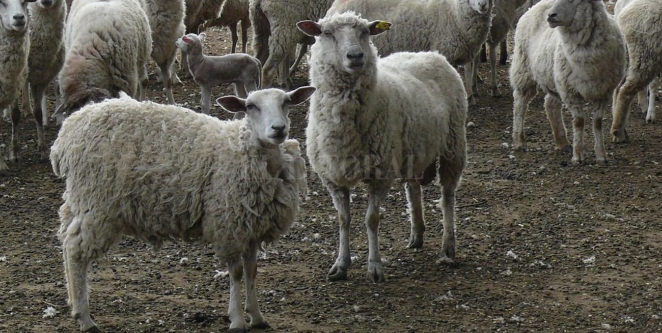 Publican el "Nomenclador de Cortes de Carne Ovina"