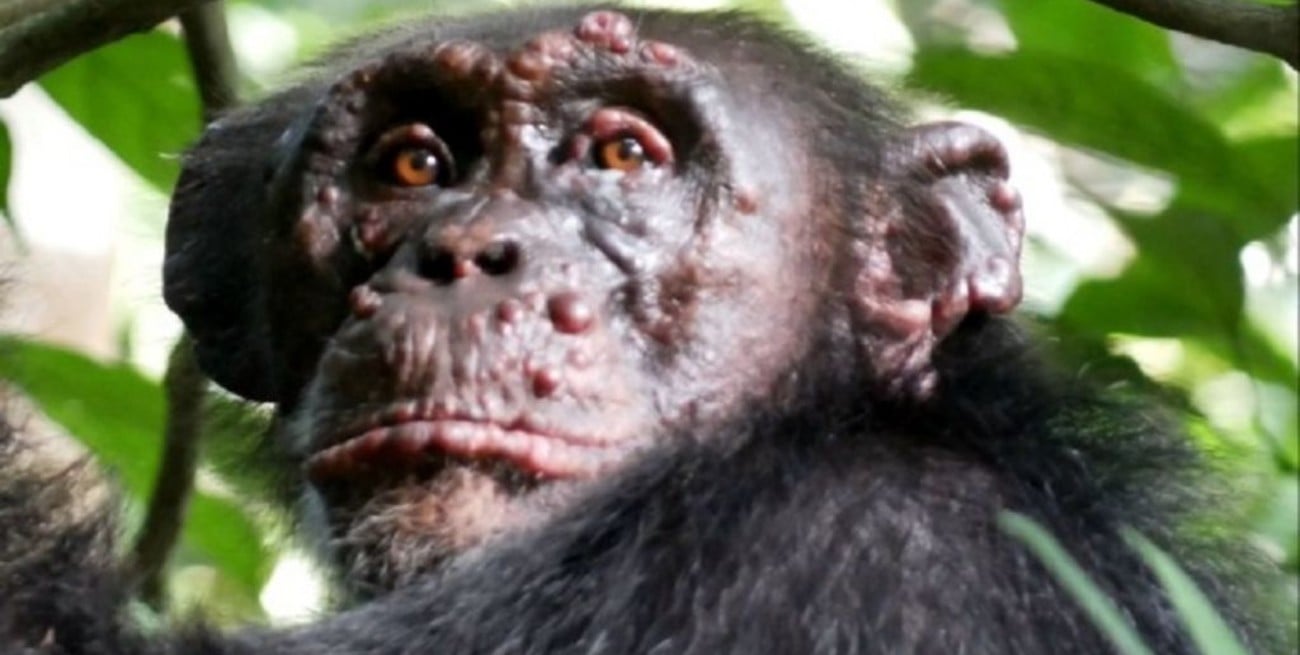 Confirman los primeros casos de lepra en chimpancés salvajes