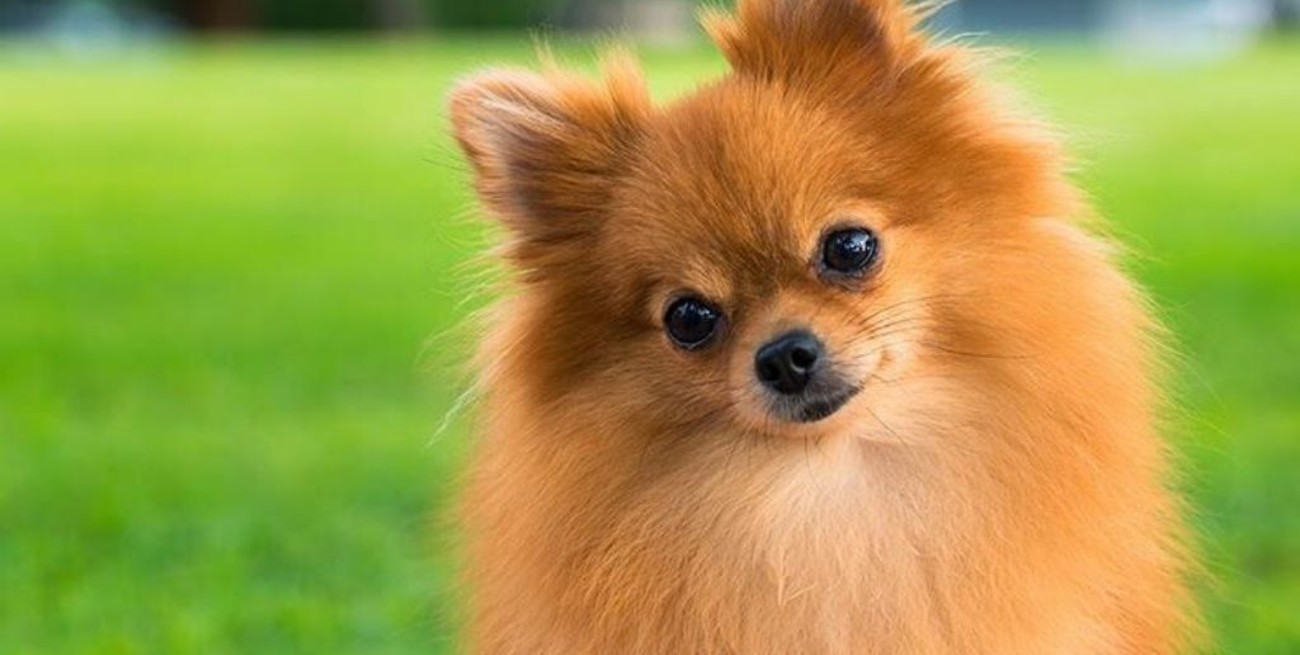 Murió el primer perro con coronavirus