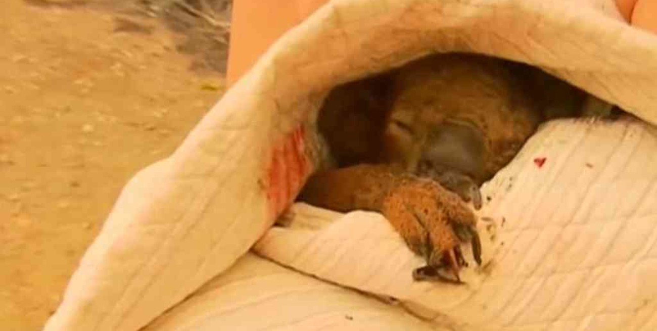 Murió Lewis, el koala rescatado durante los incendios de Australia