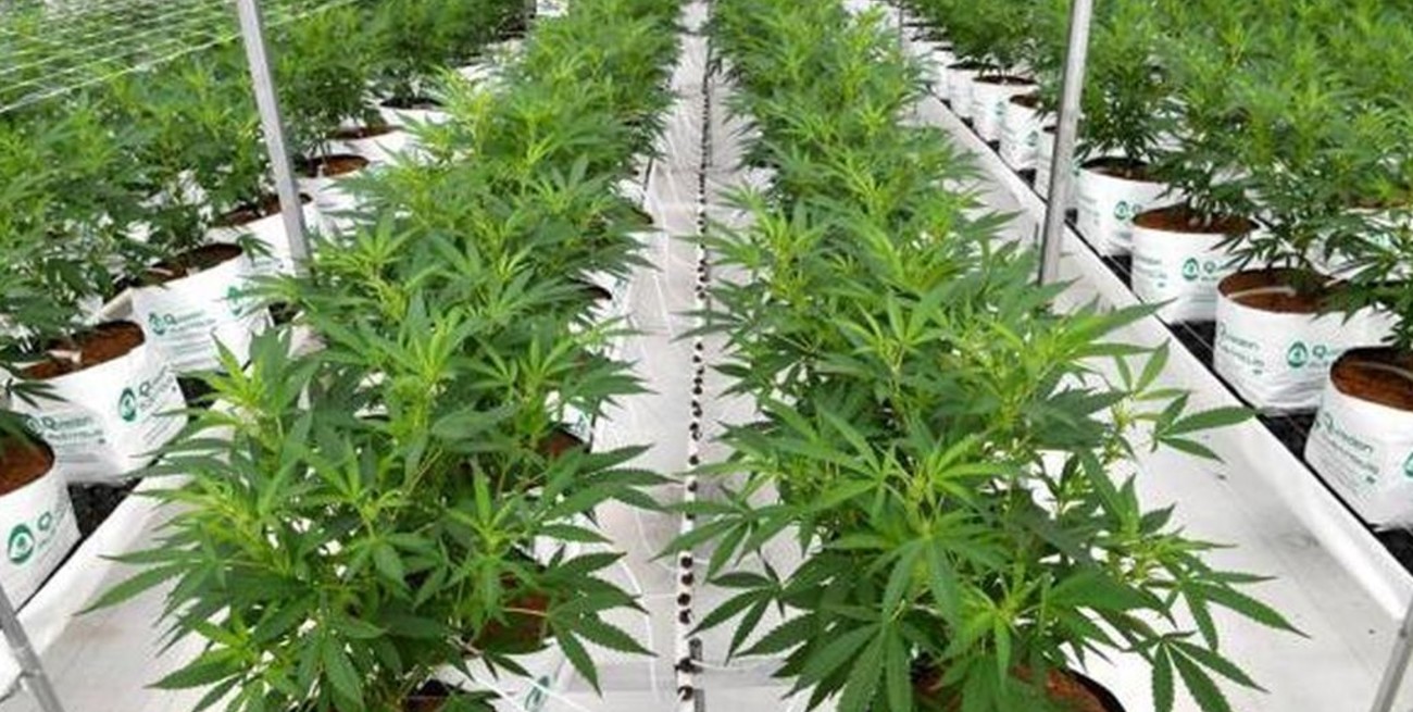 El INTA proyecta cultivar dos hectáreas de cannabis para uso medicinal en Río Negro