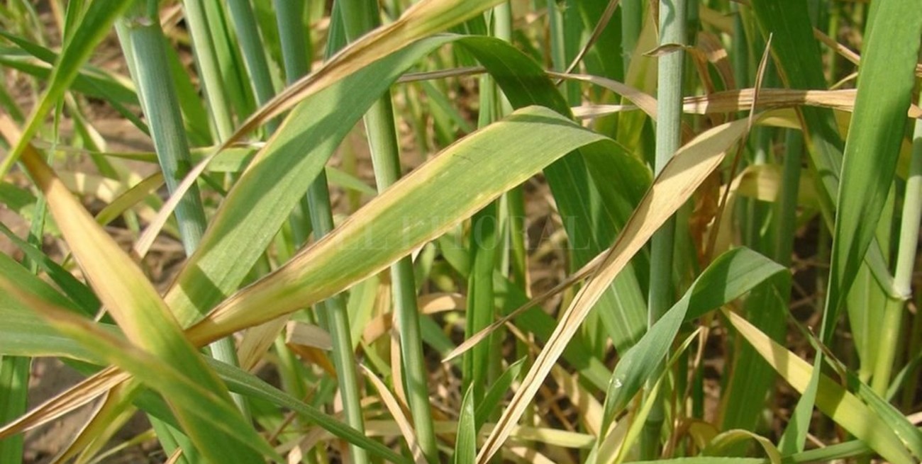 Se acentúa la falta de humedad en los suelos y compromete al trigo