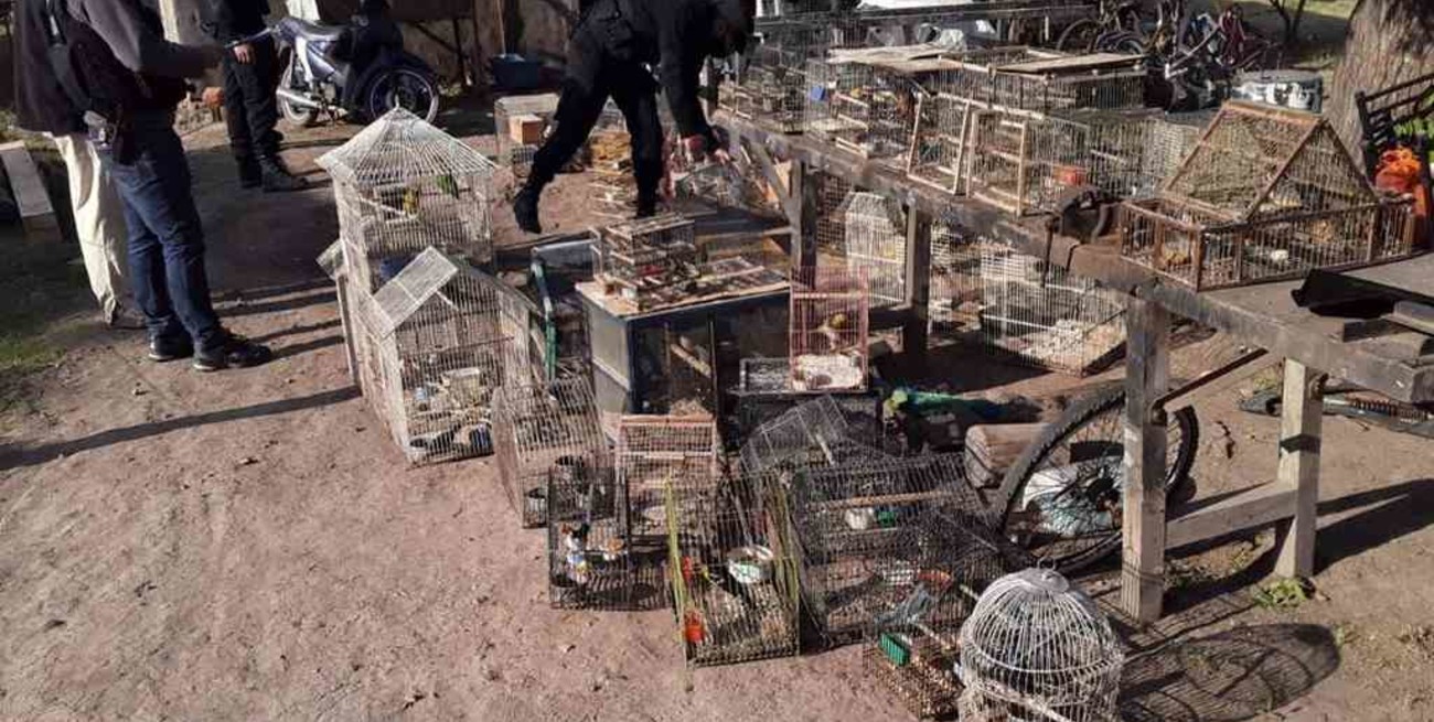 Tostado: secuestraron más de 30 aves protegidas y en peligro de extinción