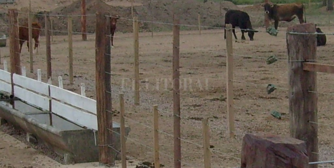 La rural de Tostado abre sus corrales para alojar hacienda evacuada