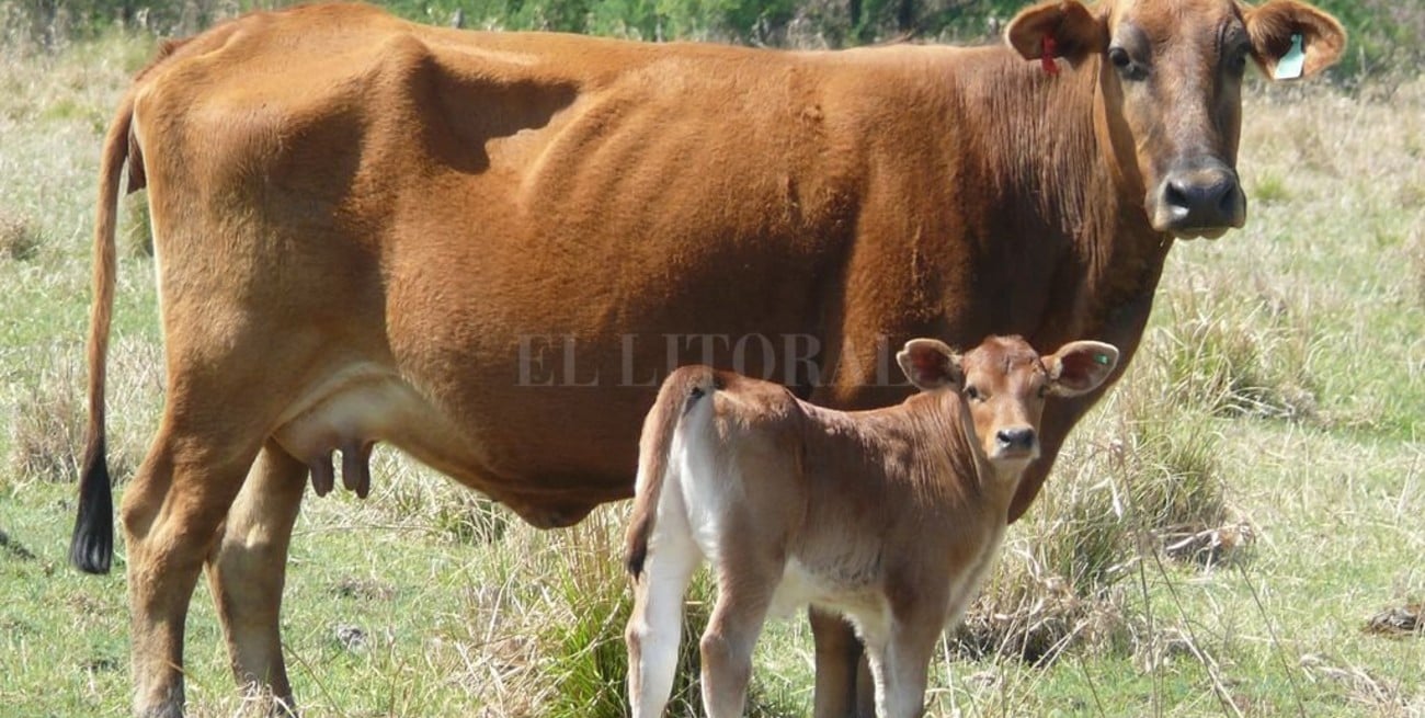 El verdadero impacto ambiental del Ganado
