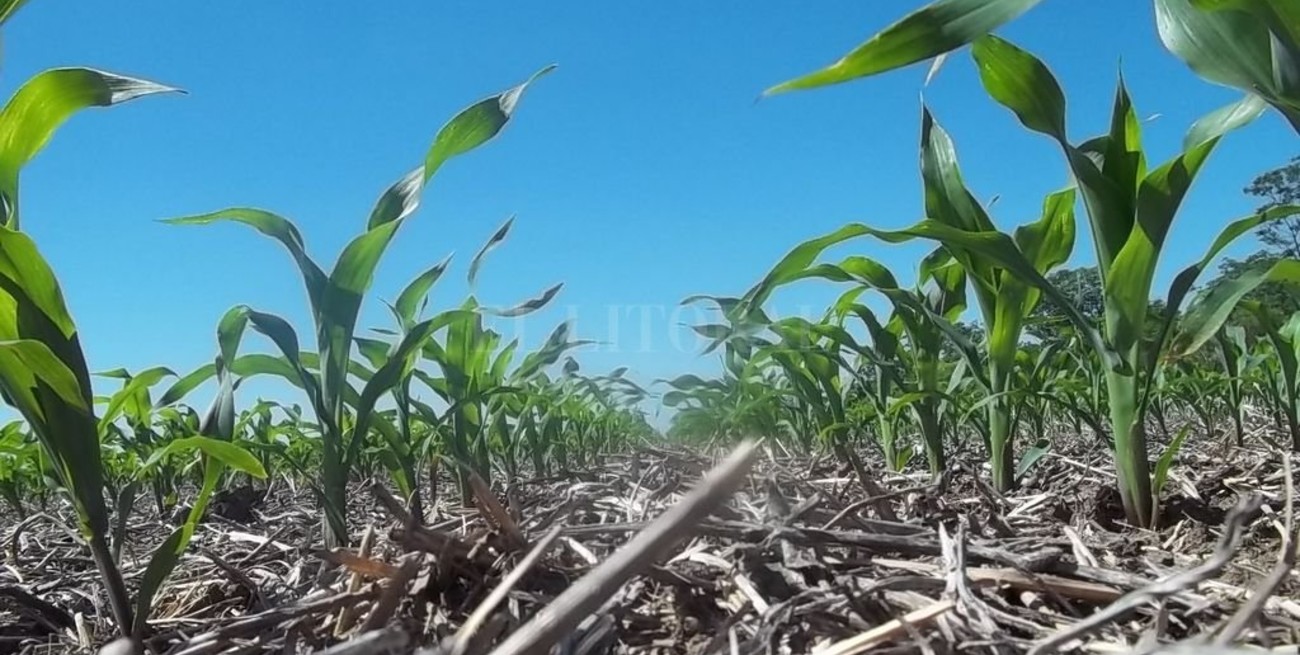  Maíz temprano: avanza la siembra a muy buen ritmo