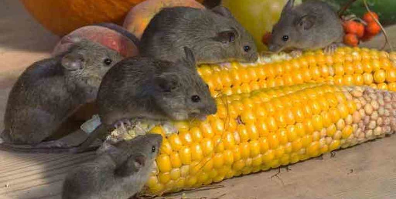 Australia atraviesa la peor plaga de roedores en años