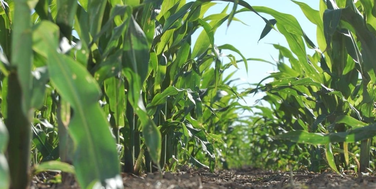 Maíz de primera, segundo cultivo que inició su ciclo en la campaña 2018/2019