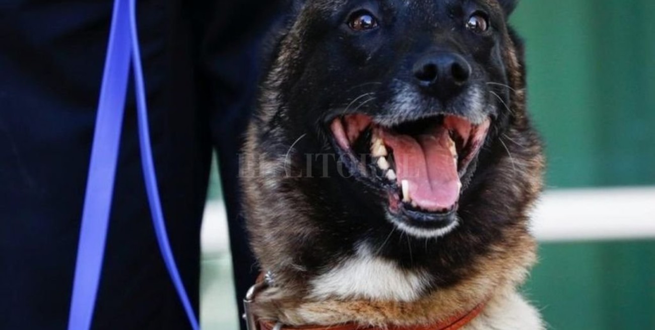 Donald Trump condecoró a la perra "Conan"